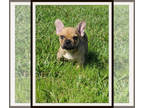 French Bulldog PUPPY FOR SALE ADN-415066 - Handsome red fawn frenchie
