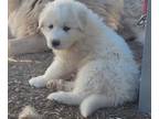 Great Pyrenees PUPPY FOR SALE ADN-415227 - Great Pyrenees male