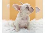 French Bulldog PUPPY FOR SALE ADN-415103 - Jackson