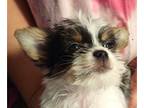 Yorkinese PUPPY FOR SALE ADN-415373 - MALE PARTI PUPPY