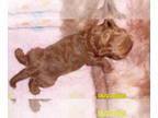 Poodle (Toy) PUPPY FOR SALE ADN-415482 - Poodle Puppy Female Red Purebred