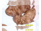 Poodle (Toy) PUPPY FOR SALE ADN-415484 - Poodle Puppy Female Red Purebred