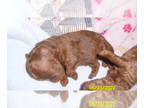 Poodle (Toy) PUPPY FOR SALE ADN-415487 - Poodle Puppy Male Red Purebred