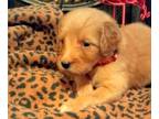 Goldendoodle PUPPY FOR SALE ADN-415341 - Goldendoodles raised with love