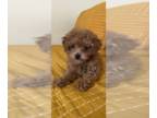 Maltese-Poodle (Toy) Mix PUPPY FOR SALE ADN-415446 - Toy female maltipoo puppy