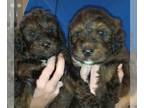 Bernedoodle PUPPY FOR SALE ADN-415524 - Bernedoodle pups