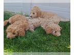 Goldendoodle (Miniature) PUPPY FOR SALE ADN-414278 - 3 puppies left 1200 each