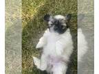 Shih Tzu PUPPY FOR SALE ADN-414912 - Shih tzu puppies for sale