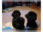 Morkie-Poodle (Miniature) Mix PUPPY FOR SALE ADN-415204 - Adorable morkie poo