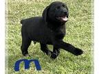 Labrador Retriever PUPPY FOR SALE ADN-415267 - Lab pup