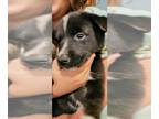 Collie PUPPY FOR SALE ADN-415360 - Collie Pei Pups