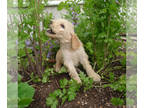 Goldendoodle PUPPY FOR SALE ADN-415154 - F1 Goldendoodles from Ziggy and Blondie