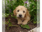 Goldendoodle PUPPY FOR SALE ADN-415155 - F1 Goldendoodles from Ziggy and Blondie
