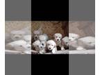 Golden Retriever PUPPY FOR SALE ADN-415159 - Lovable Golden Retriever puppies