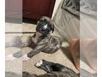 American Pit Bull Terrier-Cane Corso Mix PUPPY FOR SALE ADN-415300 - Beautiful