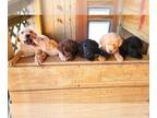 Labrador Retriever PUPPY FOR SALE ADN-415394 - AKC Lab Puppies for sale