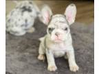 French Bulldog PUPPY FOR SALE ADN-415491 - French bulldog