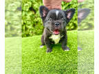 French Bulldog PUPPY FOR SALE ADN-415289 - AKC Fluffy French Bulldog Puppies