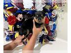 Rottweiler PUPPY FOR SALE ADN-415067 - Rottweiler Puppies