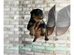 Rottweiler PUPPY FOR SALE ADN-415068 - Rottweiler Puppies