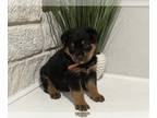Rottweiler PUPPY FOR SALE ADN-415070 - Rottweiler Puppies