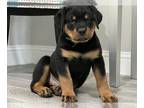 Rottweiler PUPPY FOR SALE ADN-415072 - Rottweiler Puppies