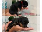 Rottweiler PUPPY FOR SALE ADN-415074 - Rottweiler Puppies