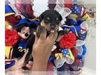 Rottweiler PUPPY FOR SALE ADN-415076 - Rottweiler Puppies