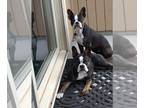 Boston Terrier PUPPY FOR SALE ADN-415106 - Boston 2 Female sisters