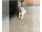 Labrador Retriever PUPPY FOR SALE ADN-415009 - Labrador retriever puppy purebred