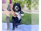 Aussiedoodle PUPPY FOR SALE ADN-415146 - Ruthies Puppies