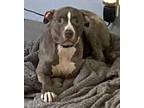 Adopt Gypsy a Pit Bull Terrier