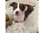 Adopt Alfalfa a Pit Bull Terrier