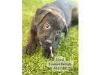 Adopt CORAL a Labrador Retriever, Airedale Terrier