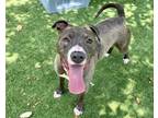 Adopt SAGE a American Staffordshire Terrier, Mixed Breed
