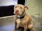 Adopt HARMONY a Pit Bull Terrier, Mixed Breed