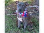 Adopt MILLIE 387597 AdoptionFeesWaivedUntilFurtherNotice! a Pit Bull Terrier