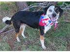 Adopt SUGAR 387774 AdoptionFeesWaivedUntilFurtherNotice! a Australian Cattle Dog