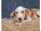 Adopt A387124 a Pit Bull Terrier