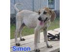 Adopt Simon a Redbone Coonhound, Labrador Retriever