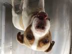 Adopt A1150969 a Pit Bull Terrier