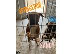 Adopt Sandy a Boxer