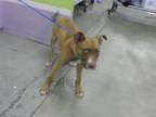 Adopt A1827572 a German Shepherd Dog