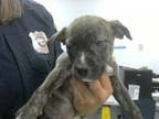 Adopt A1827554 a American Staffordshire Terrier, Mixed Breed