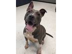 Adopt Wrigley a Pit Bull Terrier