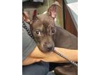 Adopt PR 58 Sweety a Pit Bull Terrier