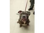 Adopt Mr. Toad a Pit Bull Terrier