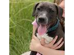 Adopt Karen a Mixed Breed, Pit Bull Terrier