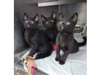 Adopt Three Black Kittens a Domestic Short Hair