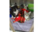 Adopt Four Kittens! a Tabby, Tuxedo